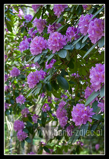 rododendron kwiaty